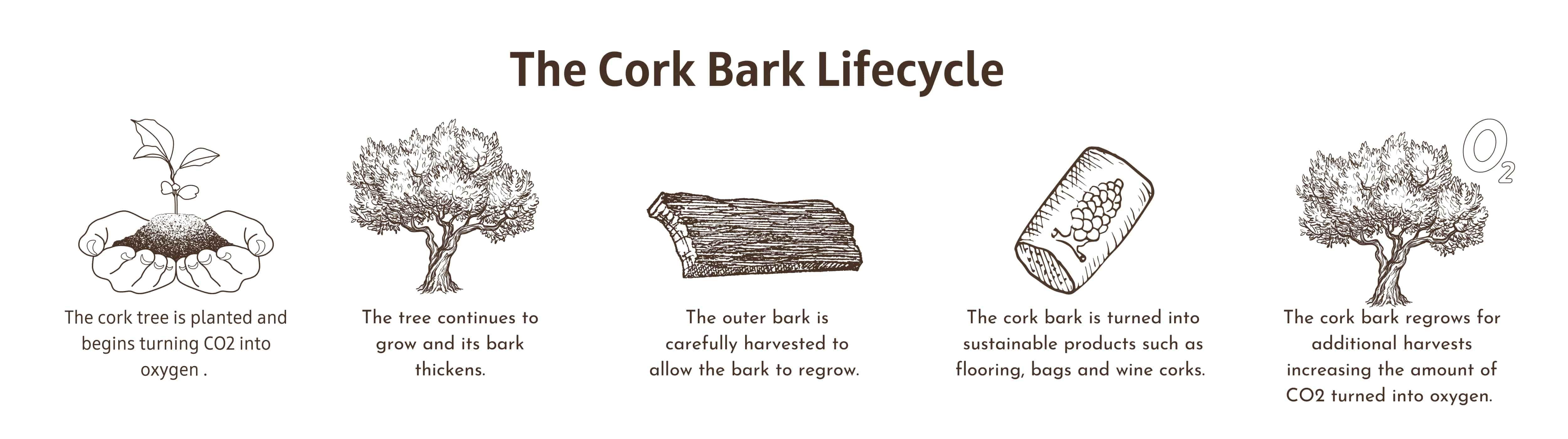 From acorn to tree to harvest to cork products to continued growth and harvest